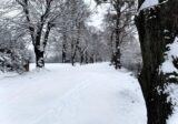 Bieńkowice